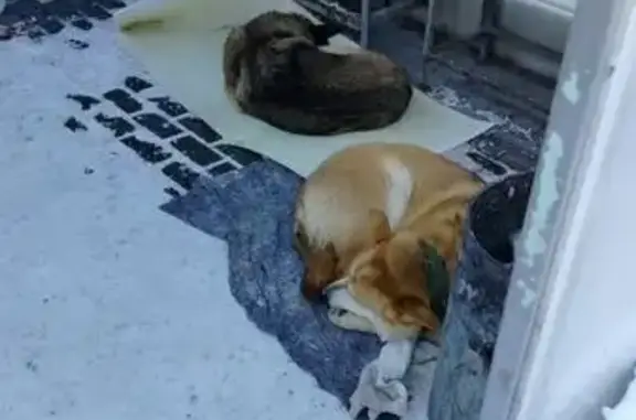 Найдена собака, Зеленоград, фото: Найдена собака, Ленинградское шоссе, Зеленоград - рыжая с зелёным ошейником