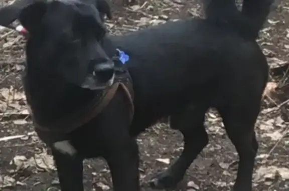 Пропал собака, Большая Учительская улица, 12, Родники - черный с белой грудкой - photo