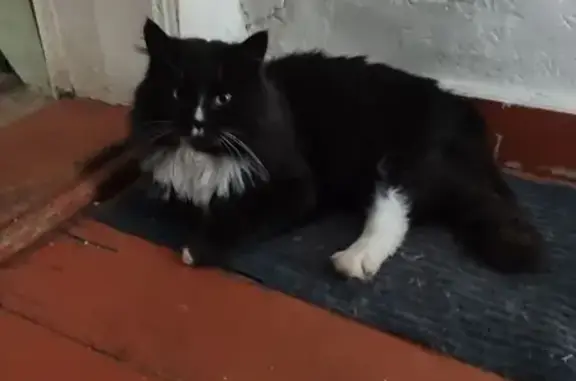 Объявления о пропавших и найденных животных, Вологда, фото: Пропал кот, улица Чернышевского, 130, Вологда - пушистый, черно-белый