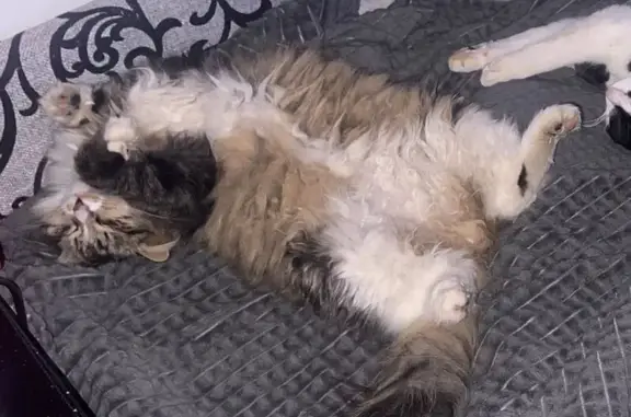 Пропал кот, Кипенское сельское поселение, Ленинградская область - крупный, длинношерстный, окрас 