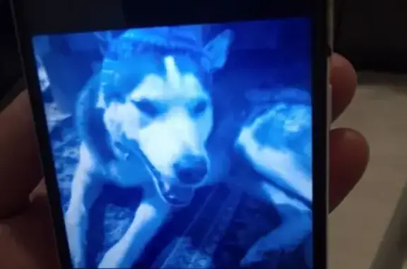 Пропал собака, Пригородная улица, Мулловка - откликается на Бойка - photo