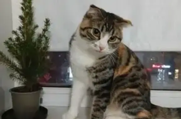 Пропала кошка, улица Прокофьева, 2, Краснодар - трёхцветная, ушки висят - photo