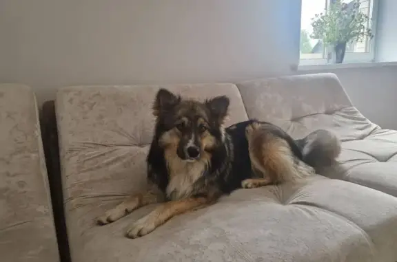 Пропал собака, Мичуринский, Брянская область - бордер-колли по кличке Марвел - photo