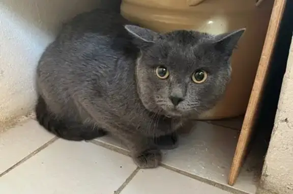 Найденные животные Учалы, фото: Найден кот, улица М. А. Беляева, 36, Учалы - тёмно-серый с белыми пятнами