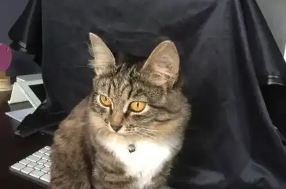 Пропала кошка, улица Батурина, Владимир - полосатая с белой грудкой - photo