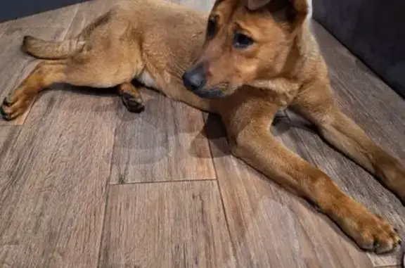 Найденные животные Пушкино, фото: Найдена собака, проезд Разина, 4, Пушкино - рыжий, уши висят