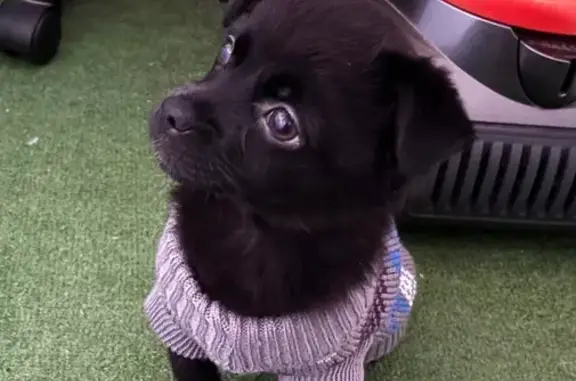 Найдена собака, Краснодар, фото: Найден собака, мужской, Черкасская улица, Краснодар - чистый в кофточке