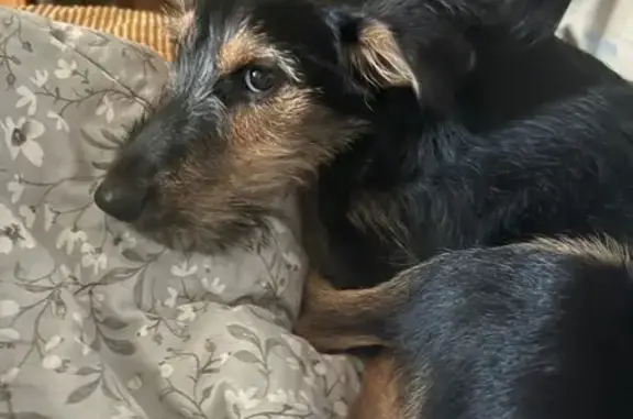 Найдена собака, Москва, фото: Найдена собака, Нижегородская улица, Москва - девочка, игривая, черная с поводком