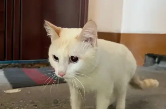 Найденные животные Прокопьевск, фото: Найдена кошка, улица Советов, 8, Прокопьевск - голубые глаза и рыжие ушки