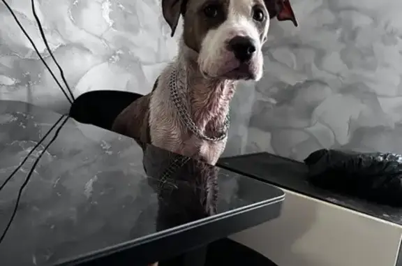 Найдена собака, Мотяково, фото: Найдена собака, улица Будённого, 3, Мотяково - девочка амстафф, очень худая