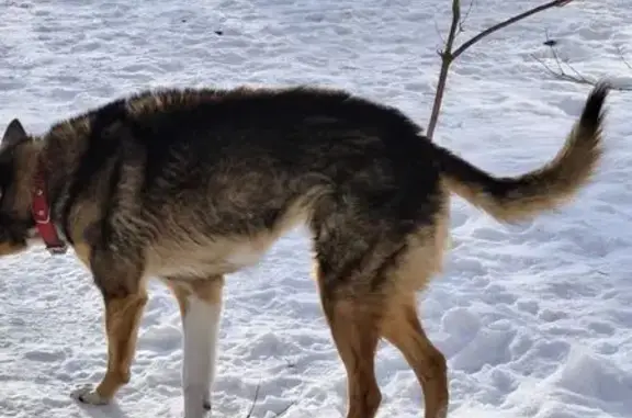 Найдена собака, Калининград, фото: Найдена собака, Калининград, Калининградская область