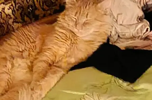 Потерянные животные Екатеринбург, фото: Пропала кошка, Восточная улица, Екатеринбург - рыжая, ухоженная, 6 месяцев