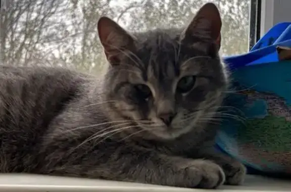 Кошки потеряшки, Керчь, фото: Потеряшка кот, улица Льва Толстого, Керчь - серый окрас, очень смелый