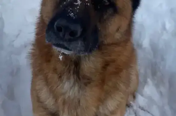 Пропала собака, женский пол, улица Ф.Н.Орлова, Чебоксары - овчарка, окрас черно-рыжий - photo