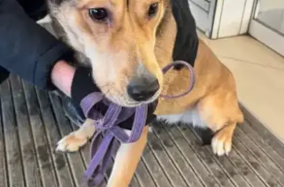 Найдена собака, Тюмень, фото: Найден собака, улица 50 лет Октября, Тюмень - фиолетовый поводок