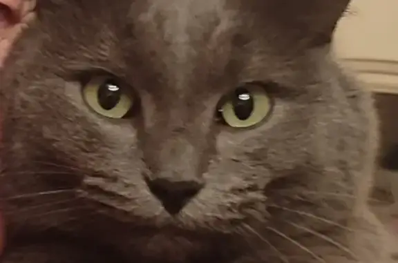 Пропал кот, Сенькино, Марий Эл - серый с зелёными глазами и надорванными ушами - photo