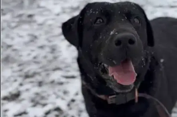 Потерянные животные Ставрополь, фото: Пропала собака, бульвар Зелёная Роща, Ставрополь - чёрная окрас, любит прыгать на людей