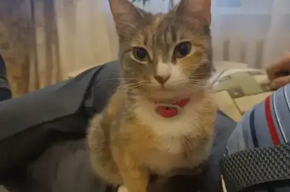 Пропала кошка, улица Гагарина, 70/10, Рязань - полосатая с ярким розовым ошейником - photo