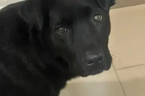 Найдена собака, Краснодар, фото: Найдена собака, улица Комарова, Российский, Краснодар - очень ласковая и добрая