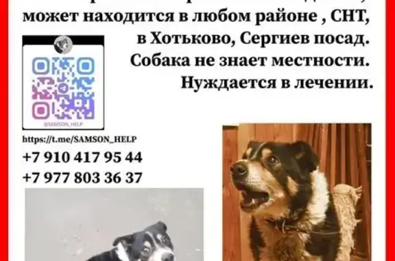 Пропал собака, Какузево - мальчик среднего роста с черно-белым окрасом - photo