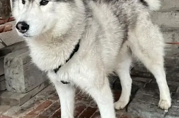 Найденные животные Ростов-на-Дону, фото: Найден собака, Контактный переулок, 95/1, Ростов-на-Дону - серая хаска, мальчик