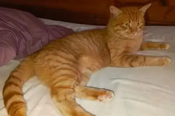 Кошки потеряшки, Ильинский, фото: Потеряшка кот, улица 40 лет Октября, Ильинский - оранжевый и ласковый