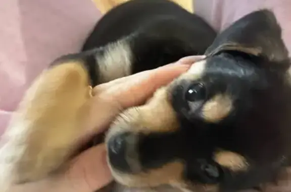 Найдена собака, Братск, фото: Найден собака, Сосновая улица, 16, Братск - вислоухий, тёмный окрас