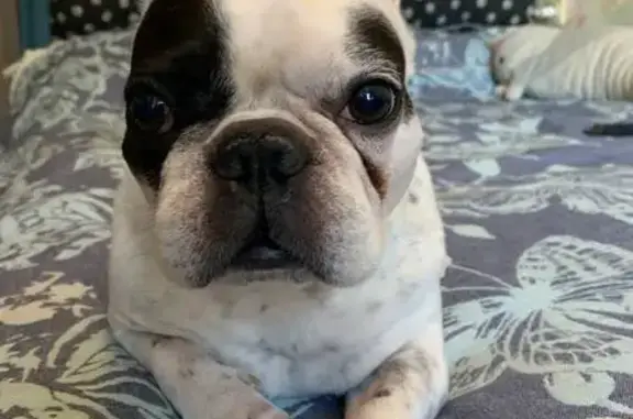 Найдена собака, Москва, фото: Найден собака, мужской, Туристская улица, Москва