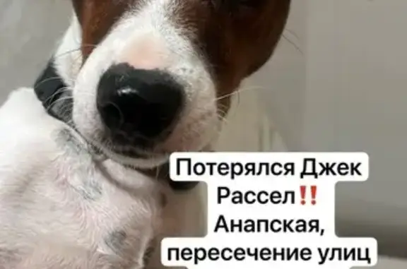 Пропал собака, мужской, Кавказская улица, 132, Анапа - номер телефона на ошейнике - photo