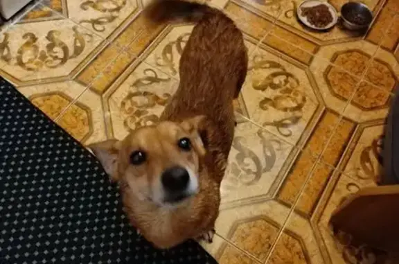 Найдена собака, Челябинск, фото: Найден собака, мужской, улица Тимирязева, Челябинск - похож на лисёнка