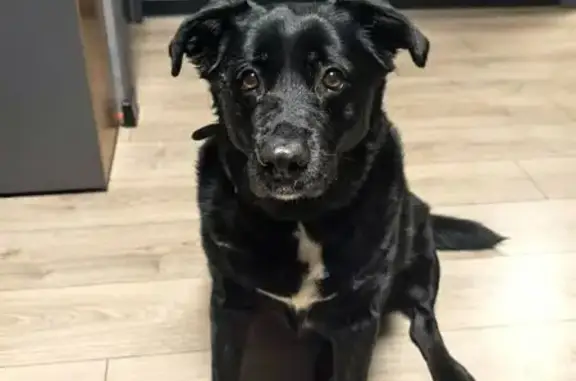 Найдена собака, Долгопрудный, фото: Найдена собака, девочка, Лихачёвское шоссе, 9, Долгопрудный - метис лабрадора