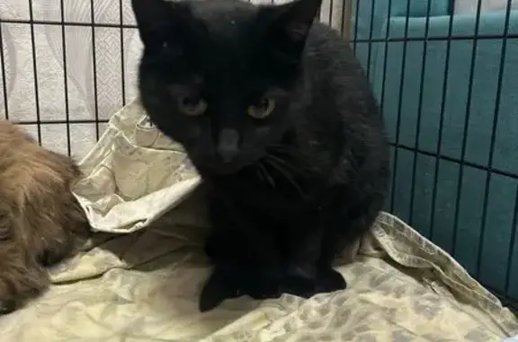 Объявления о пропавших и найденных животных, Вологда, фото: Пропала кошка, улица Чернышевского, 116, Вологда - чёрная и пугливая