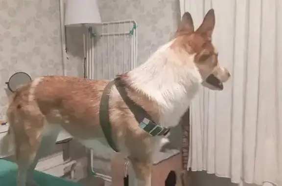 Найдена собака, Екатеринбург, фото: Найдена собака, женская, Аптекарская улица, Екатеринбург - бело-рыжая в шлейке