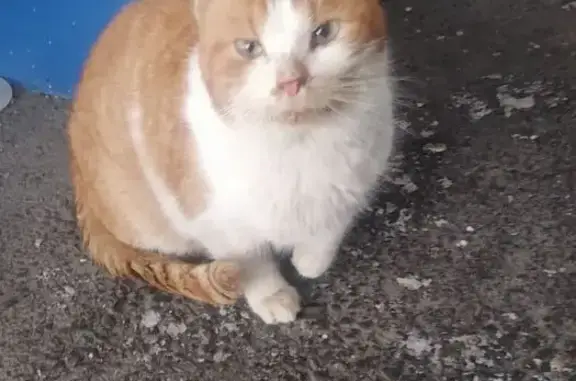 Найден кот, Керченская улица, 26, Нижний Новгород - рыжий с белой грудкой и лапами - photo