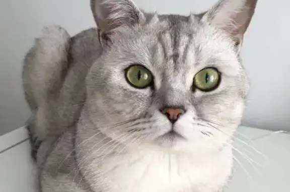 Кошки потеряшки, Динская, фото: Потеряшка кот, улица Луначарского, 94А, Динская - британец серебристая шиншилла