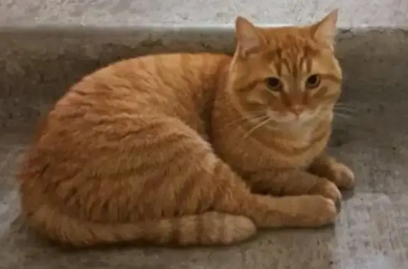 Пропал кот, Арцеуловская аллея, Санкт-Петербург - рыжий окрас - photo
