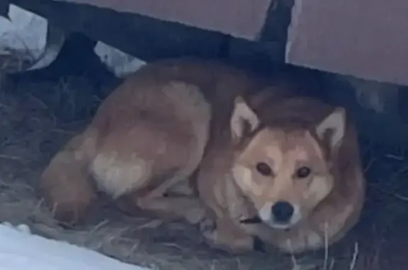 Найденные животные Сорочинск, фото: Найдена собака, Парковый проспект, Сорочинск - рыжий, с ошейником