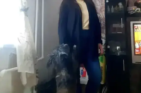 Пропал собака, улица Сулажгорского Кирпичного Завода, 10, Петрозаводск - окрас чëрный с рыжими прядками - photo