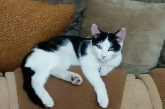 Пропал кот, улица Маяковского, 127, Альметьевск - жил в автосервисе - photo