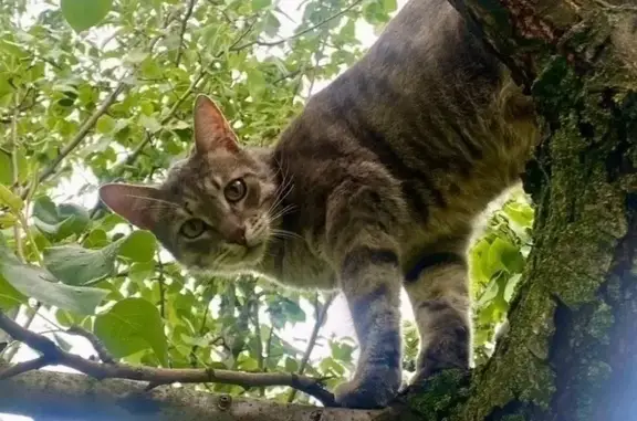 Пропал кот, Вешняковская улица, 22 к1, Москва - полосатый, кастрирован - photo