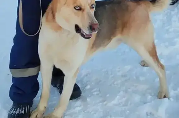 Потерянные животные Михайловск, фото: Пропал собака, Ессентукская улица, Михайловск - крупный, рыжеватый окрас