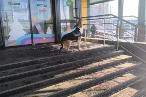 Найдена собака, Тула, фото: Найден собака, Пролетарская улица, 22А, Тула - шлейка полис К9