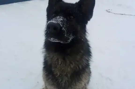 Пропала собака, 46Н-13021, Рязанцы - photo