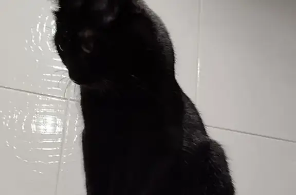 Потерянные животные Санкт-Петербург, фото: Пропала кошка, улица Веденеева, 12 к4, Санкт-Петербург - гладкошёрстная, кастрированная