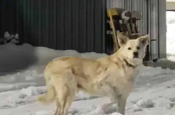 Найденные животные Мурманск, фото: Найдена собака, проспект Героев Североморцев, 100 к1, Мурманск