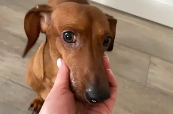 Найдена собака, Ульяновск, фото: Найден собака, 2-й Сельдинский переулок, Ульяновск - такса с белым пятном на груди