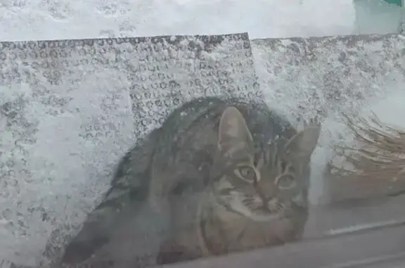 Найденные животные Бавлы, фото: Найдена кошка, Лесная улица, Бавлы - домашняя, небольшая