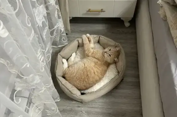 Найдена кошка, Москва, фото: Найдена кошка, Люблинская улица, 72, Москва - кастрированный рыжик