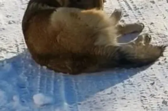 Найдена собака, Старая Руза, фото: Найдена собака, Старая Руза, Московская область - рыжеватый окрас, ласковая