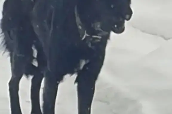 Найдена собака, Иркутск, фото: Найдена собака, микрорайон Зелёный, Иркутск - чёрная с белой грудкой